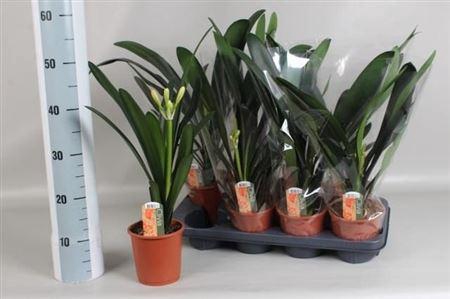 <h4>Clivia Miniata Met Etiket</h4>