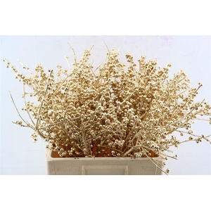 Ilex Kbh Antique Gold Stem