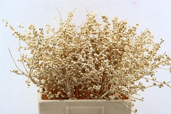 <h4>Ilex Klbh Antique Gold Stem</h4>