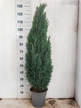 Cham L Ellwoodii