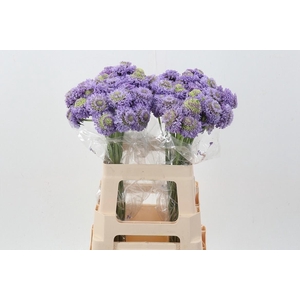 Scab AT Lavendel Scoop