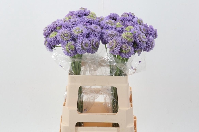 <h4>Scab AT Lavendel Scoop</h4>