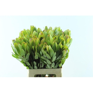 Leucad Saf Goldstrik X 5 Tak