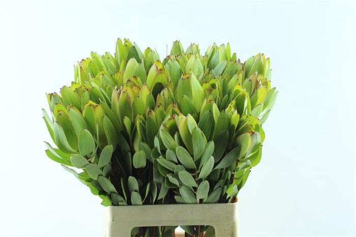 <h4>Leucad Saf Goldstrik X 5 Tak</h4>