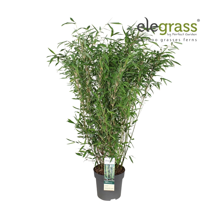 <h4>Fargesia murieliae 'Winter Black' P29</h4>