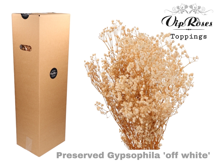 PRESERVED GYPS OFFWHITE