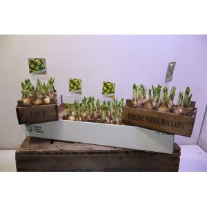 arr8 Arr N Tete A Tete In Houten Kistje