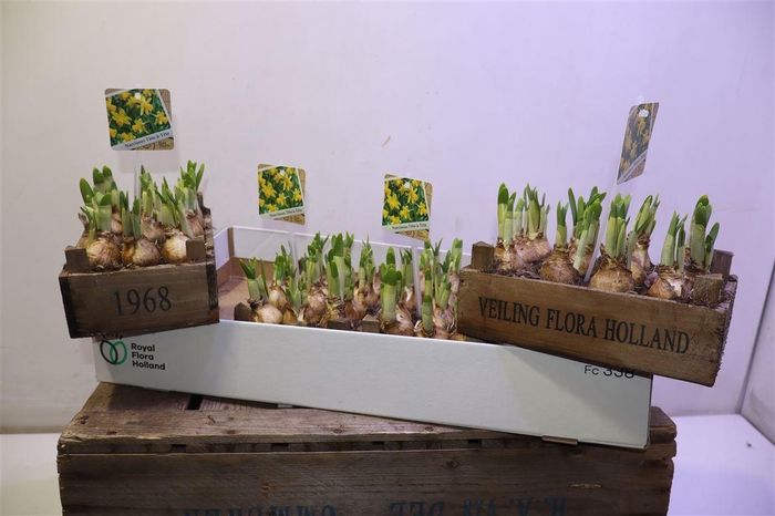 <h4>arr8 Arr N Tete A Tete In Houten Kistje</h4>