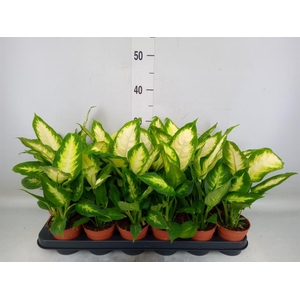 Dieffenbachia  'Camilla'