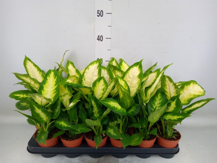 <h4>Dieffenbachia  'Camilla'</h4>