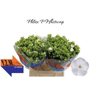 Phlox P Whitecap