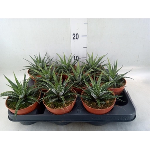 Haworthia fasciata 'Big Band'