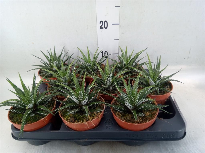 <h4>Haworthia fasciata 'Big Band'</h4>