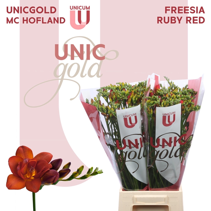 <h4>UG MC Hofland - Ruby Red</h4>