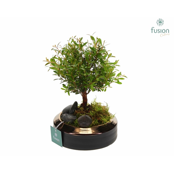 Schaal keramiek brons Small met Bonsai