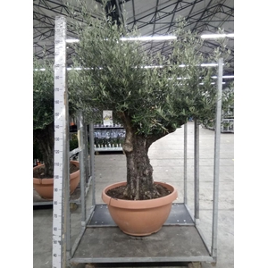 Olea europaea