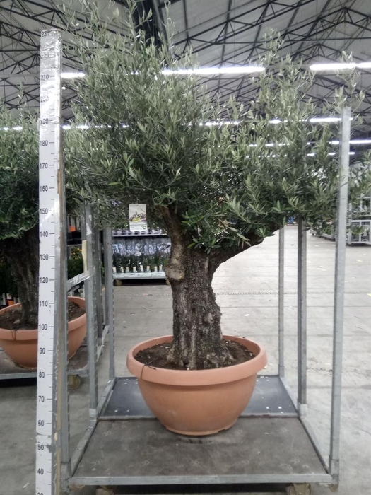 <h4>Olea europaea</h4>