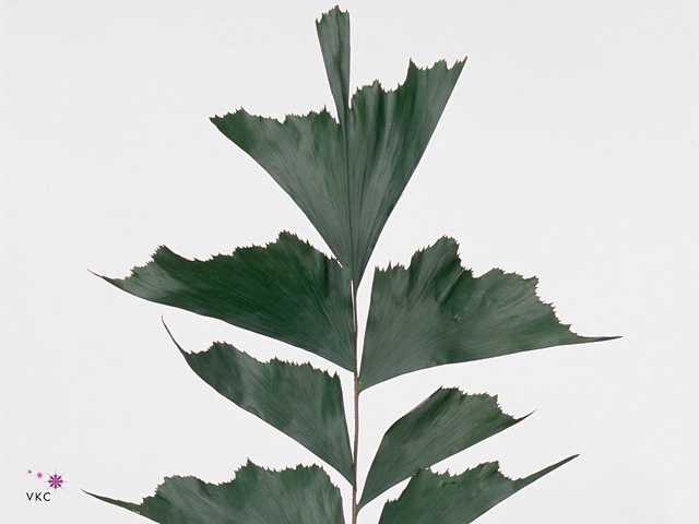 CARYOTA MITIS