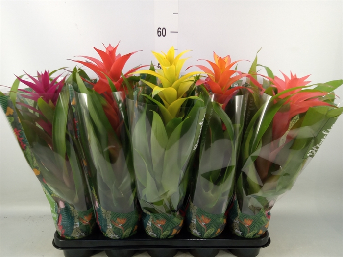 <h4>Bromelia   ...mix</h4>