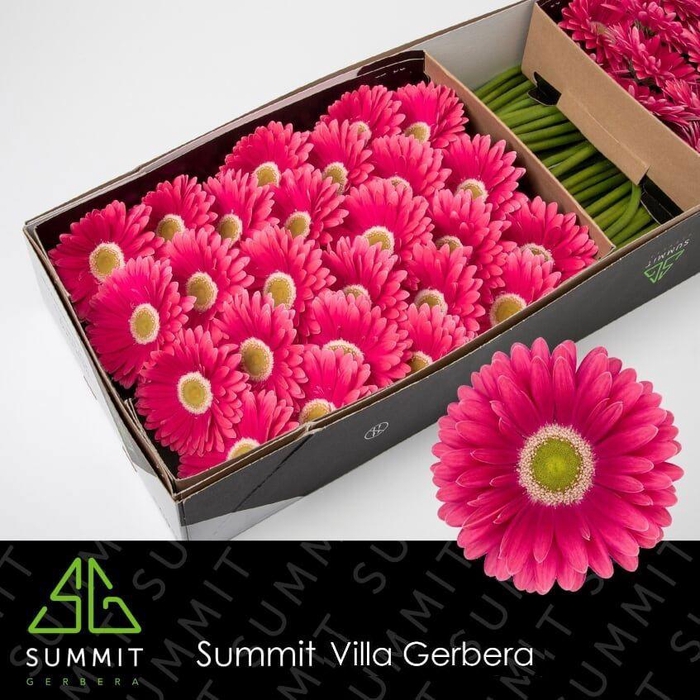 <h4>GE GR UNIQUE</h4>