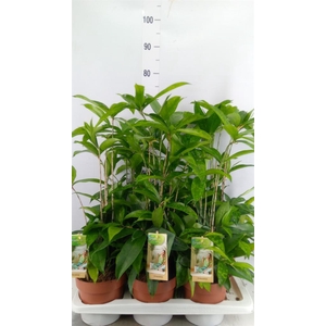 Dracaena surculosa