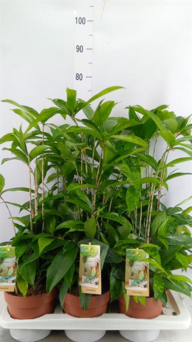 <h4>Dracaena surculosa</h4>