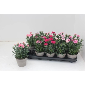 Dianthus  'Oscar'   ...mix