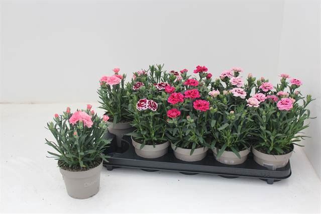 <h4>Dianthus  'Oscar'   ...mix</h4>