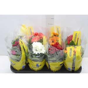 GERBERA P14 MIN 4 FLS