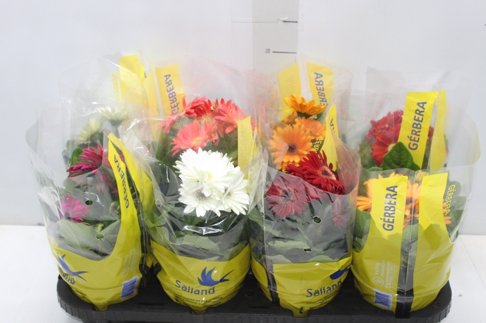 <h4>GERBERA P14 MIN 4 FLS</h4>