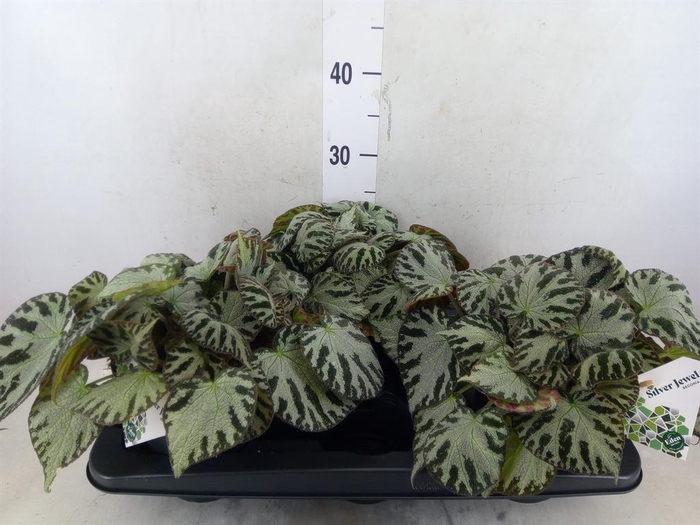 <h4>Begonia BD 'Silver Jewell'</h4>