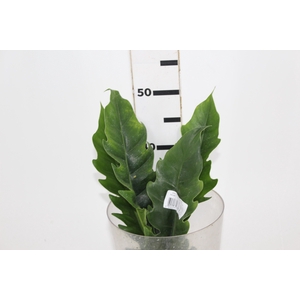 FOLHAGEM PHILODENDRON RING OF FIRE 020 CM