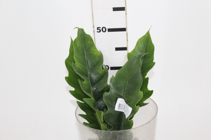 <h4>FOLHAGEM PHILODENDRON RING OF FIRE 020 CM</h4>