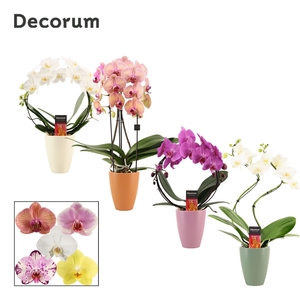 Phalaenopsis vormen mix 2 tak in Carly (Craft world-collection)