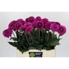 Dahlia Purple Fox