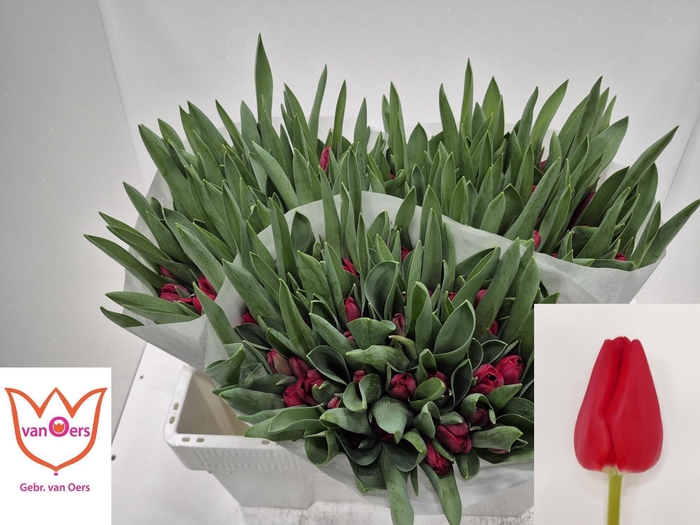 <h4>TU EN ILE DE FRANCE</h4>