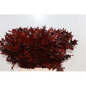 Quercus Palustris Red