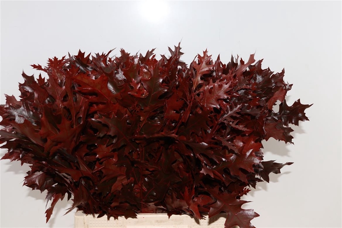 <h4>Quercus Palustris Red</h4>