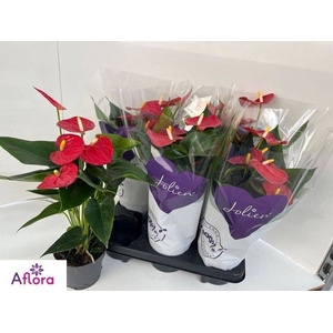 ANTHU AN BAMBINO RED