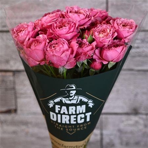 R Tr Julietta Cerise