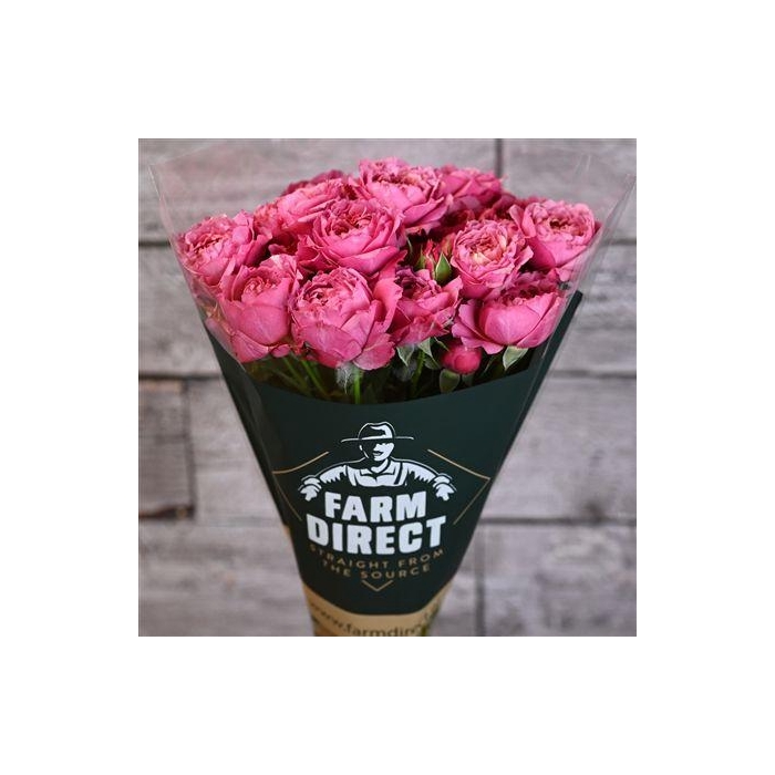 <h4>R Tr Julietta Cerise</h4>