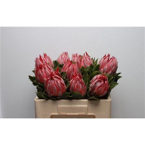 Protea Cynaroides Stellar