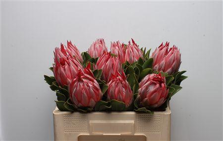 <h4>Protea Cynaroides Stellar</h4>