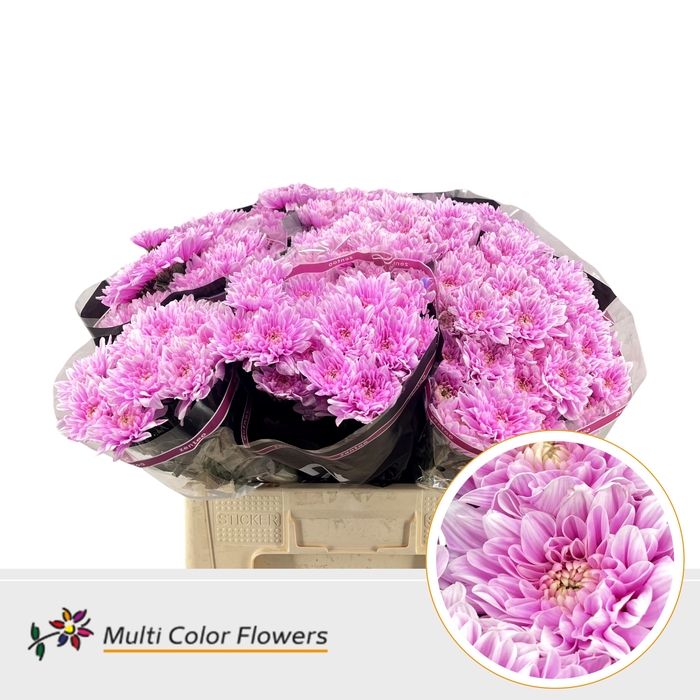 <h4>Chr T Baltica Soft Erica</h4>