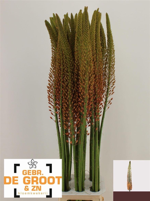 <h4>Eremurus Orange Cleopatra</h4>