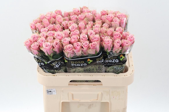 <h4>R Gr Athena Royale</h4>