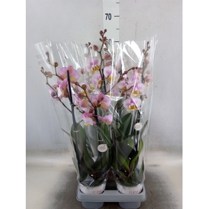 Phalaenopsis   ...