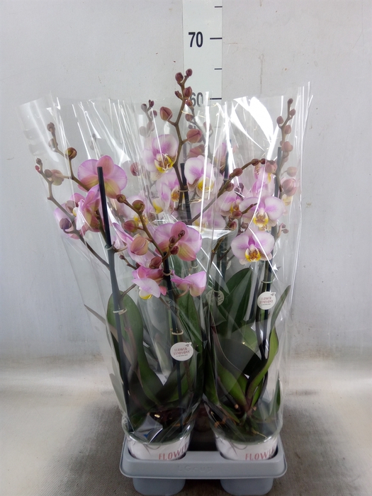 <h4>Phalaenopsis   ...</h4>
