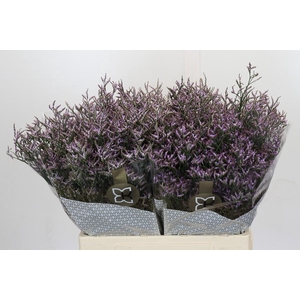 Limonium Safora Lilac