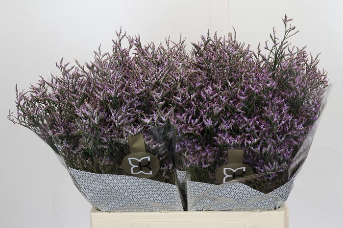 <h4>Limonium ov Safora Lilac</h4>
